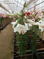 [4433 PO30 Mezzana No01.JPG]